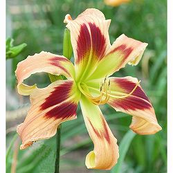 [26年2月中下旬予約]ヘメロカリス：ワイルドアンドワンダフル5号ポット