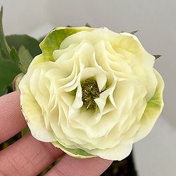 横山園芸さんのクリスマスローズ：26-01プリマドレス4.5号ポット【現品販売】