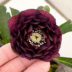 横山園芸さんのクリスマスローズ：26-02プリマドレス4.5号ポット【現品販売】