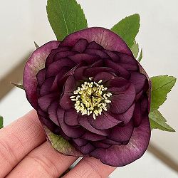 横山園芸さんのクリスマスローズ：26-03プリマドレス4.5号ポット【現品販売】