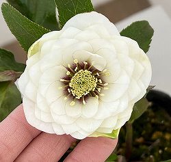 横山園芸さんのクリスマスローズ：26-04プリマドレス4.5号ポット【現品販売】