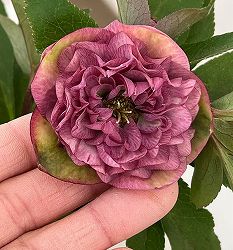 横山園芸さんのクリスマスローズ：26-05プリマドレス4.5号ポット【現品販売】