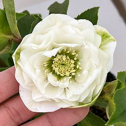 横山園芸さんのクリスマスローズ：26-06プリマドレス4.5号ポット【現品販売】