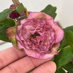 横山園芸さんのクリスマスローズ：26-07プリマドレス4.5号ポット【現品販売】