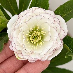 横山園芸さんのクリスマスローズ：26-08プリマドレス4.5号ポット【現品販売】