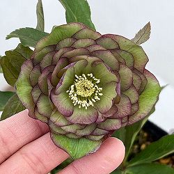 横山園芸さんのクリスマスローズ：26-09プリマドレス4.5号ポット【現品販売】