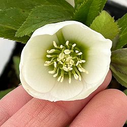 横山園芸さんのクリスマスローズ：26-10プチドール4.5号ポット【現品販売】