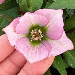 横山園芸さんのクリスマスローズ：26-12プチドール4.5号ポット【現品販売】