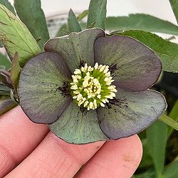 横山園芸さんのクリスマスローズ：26-13プチドール4.5号ポット【現品販売】