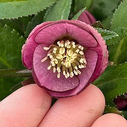 横山園芸さんのクリスマスローズ：26-14プチドール4.5号ポット【現品販売】