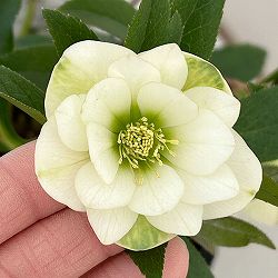 横山園芸さんのクリスマスローズ：26-16プチドールダブル4.5号ポット【現品販売】