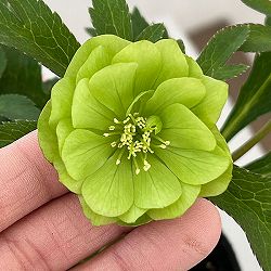 横山園芸さんのクリスマスローズ：26-17プチドールダブル4.5号ポット【現品販売】