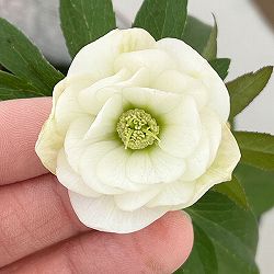 横山園芸さんのクリスマスローズ：26-19プチドールダブル4.5号ポット【現品販売】