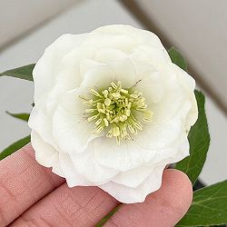 横山園芸さんのクリスマスローズ：26-20プチドールダブル4.5号ポット【現品販売】