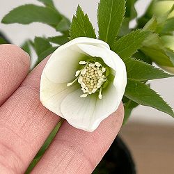 横山園芸さんのクリスマスローズ：26-22ベビードール4.5号ポット【現品販売】