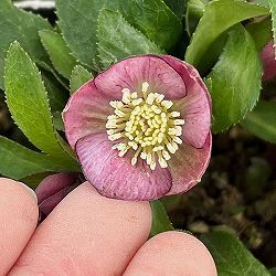 横山園芸さんのクリスマスローズ：26-23ベビードール4.5号ポット【現品販売】