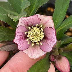 横山園芸さんのクリスマスローズ：26-25ベビードール4.5号ポット【現品販売】