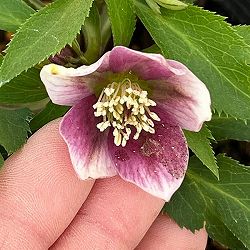 横山園芸さんのクリスマスローズ：26-27ベビードール4.5号ポット【現品販売】