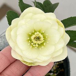 横山園芸さんのクリスマスローズ：26-28ダブル4.5号ポット【現品販売】