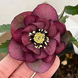 横山園芸さんのクリスマスローズ：26-29ダブル4.5号ポット【現品販売】