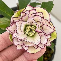 横山園芸さんのクリスマスローズ：26-30ダブル4.5号ポット【現品販売】