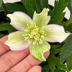 花郷園さんのクリスマスローズ：26-01シングル4.5号ポット【現品販売】