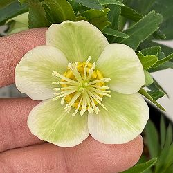 花郷園さんのクリスマスローズ：26-02シングル4.5号ポット【現品販売】