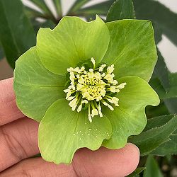 花郷園さんのクリスマスローズ：26-03シングル4.5号ポット【現品販売】