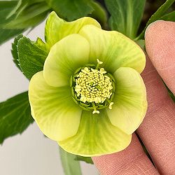 花郷園さんのクリスマスローズ：26-04シングル4.5号ポット【現品販売】