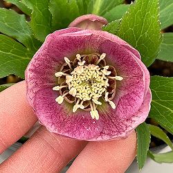 花郷園さんのクリスマスローズ：26-05シングル4.5号ポット【現品販売】