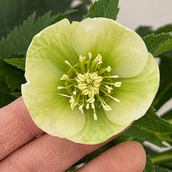 花郷園さんのクリスマスローズ：26-06シングル4.5号ポット【現品販売】