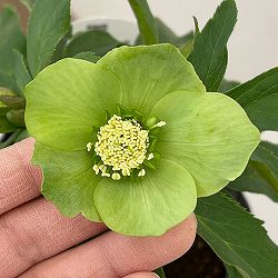 花郷園さんのクリスマスローズ：26-09シングル4.5号ポット【現品販売】