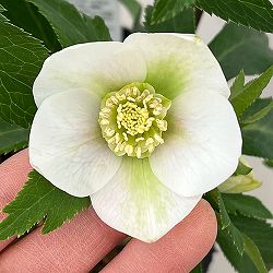 花郷園さんのクリスマスローズ：26-10シングル4.5号ポット【現品販売】