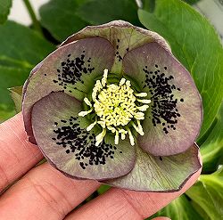 花郷園さんのクリスマスローズ：26-11シングル4.5号ポット【現品販売】