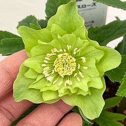 花郷園さんのクリスマスローズ：26-12ダブル4.5号ポット【現品販売】