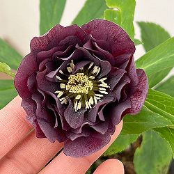 花郷園さんのクリスマスローズ：26-13ダブル4.5号ポット【現品販売】