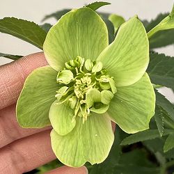 花郷園さんのクリスマスローズ：26-14セミダブル4.5号ポット【現品販売】