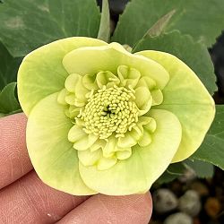 花郷園さんのクリスマスローズ：26-15セミダブル4.5号ポット【現品販売】