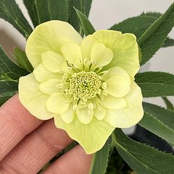 花郷園さんのクリスマスローズ：26-18ダブル4.5号ポット【現品販売】