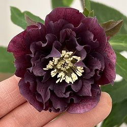 花郷園さんのクリスマスローズ：26-21ダブル4.5号ポット【現品販売】