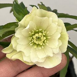 花郷園さんのクリスマスローズ：26-23ダブル4.5号ポット【現品販売】