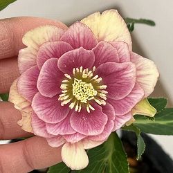 花郷園さんのクリスマスローズ：26-24ダブル4.5号ポット【現品販売】