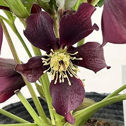 花郷園さんのクリスマスローズ：26-25セミダブル4.5号ポット【現品販売】