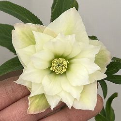 花郷園さんのクリスマスローズ：26-26ダブル4.5号ポット【現品販売】