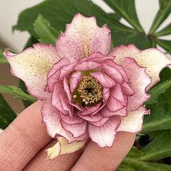 花郷園さんのクリスマスローズ：26-27ダブル4.5号ポット【現品販売】