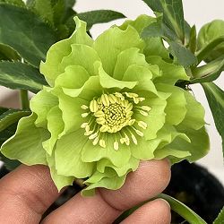 花郷園さんのクリスマスローズ：26-28ダブル4.5号ポット【現品販売】