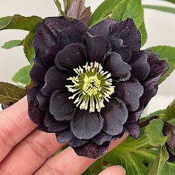 花郷園さんのクリスマスローズ：26-30ダブル4.5号ポット【現品販売】