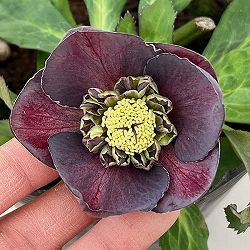 花郷園さんのクリスマスローズ：26-31セミダブル4.5号ポット【現品販売】