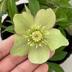 花郷園さんのクリスマスローズ：26-33シングル4.5号ポット【現品販売】