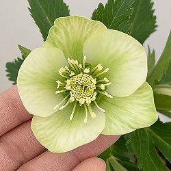 花郷園さんのクリスマスローズ：26-34シングル4.5号ポット【現品販売】